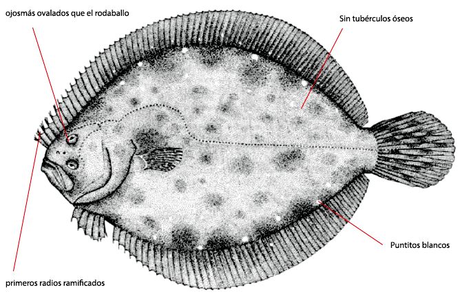 Scophthalmus rhombus_01.jpg